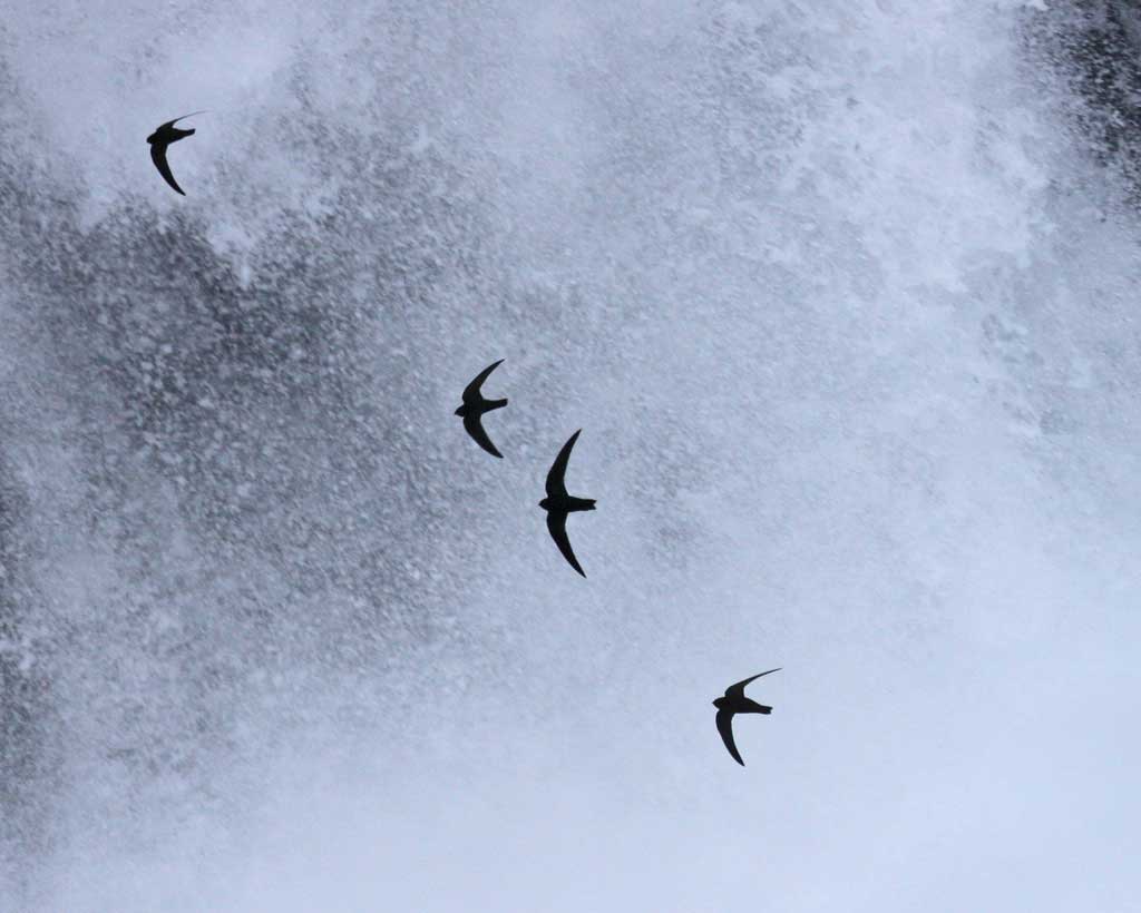 Black_Swift_t18-4-002_l_1