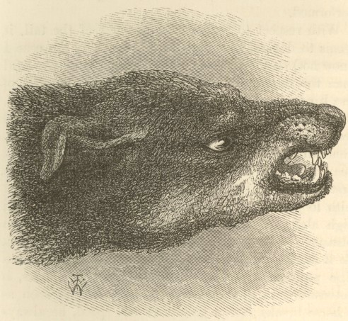 Snarling dog